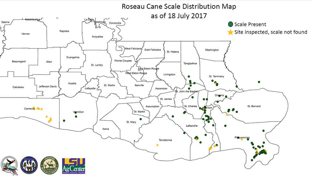 Roseau-Cane-Scale-Distribution Image: Roseau Cane Scale Distribution